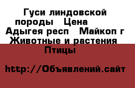 Гуси линдовской породы › Цена ­ 300 - Адыгея респ., Майкоп г. Животные и растения » Птицы   
